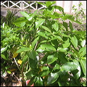 gardenia-brighami-5