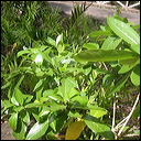 gardenia-brighami-6