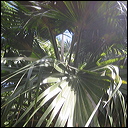 palm-hawaiian