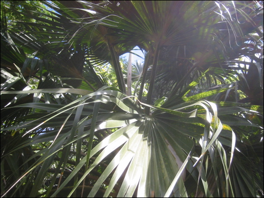 palm-hawaiian.jpg