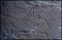 northshore-petroglyph-05