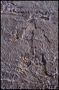 northshore-petroglyph-16