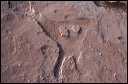 northshore-petroglyph-24