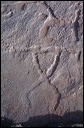 northshore-petroglyph-36