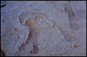 northshore-petroglyph-47