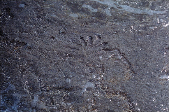 northshore-petroglyph-05.jpg