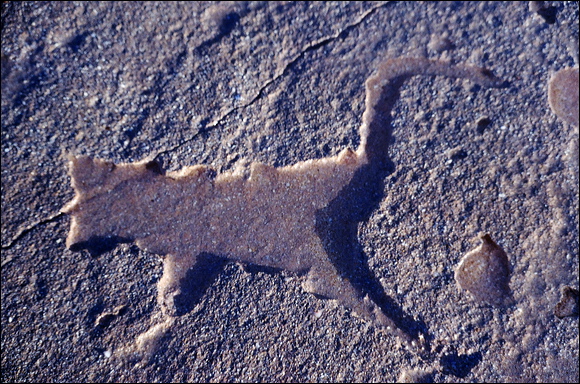 northshore-petroglyph-14.jpg
